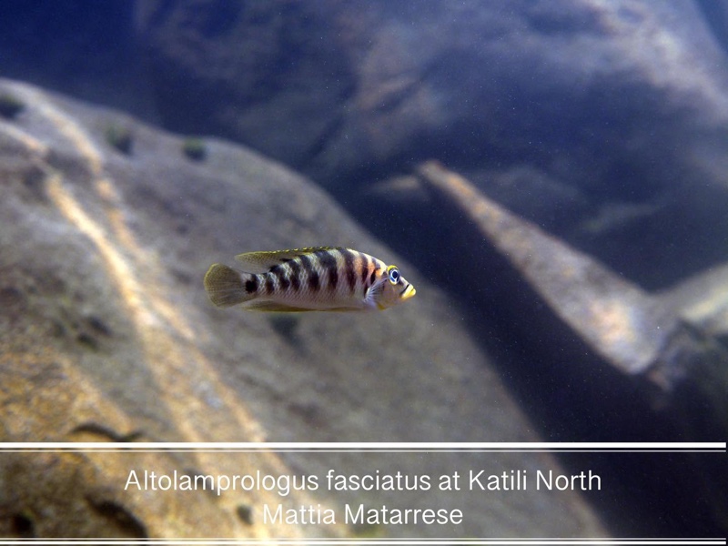 Neolamprologus fasciatus 'Katili'